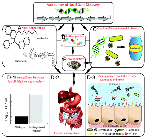 Figure 2. Applications of novel genes discovered by metagenomics. Novel genes or gene clusters discovered through metagenomics will encode proteins for the production of novel antimicrobial compounds such as antibiotics and bacteriocins (A) and biotherapeutics (B). Novel genes may also be used to create bioengineered probiotic strains (C). Bioengineered probiotics can be created that are more resistant host-associated stresses of the gastrointestinal tract such as low pH, bile, and increased osmolarity (D-1), which will lead to increased survival and persistence in the gastrointestinal tract (D-2). This will ultimately increase their therapeutic efficacy; using them to target specific pathogens or toxins by expressing receptor-mimic structures on their surface, thus preventing infection (D-3). The use of probiotics that have a health benefit to persons with a psychiatric illness have been termed “psychobiotics”. The creation of bioengineered psychobiotics that can produce neuroactive compounds at an increased level or for a specific illness may be possible by identifying novel genes through metagenomics (E).