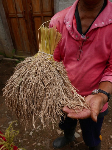 Figure 6. Typical bundle of harvested tinawon rice. Photo credit: Dominic Glover.