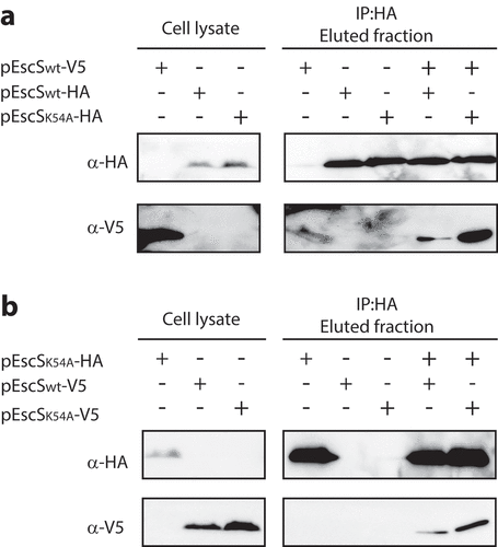 Figure 5. EscS Lys54 is not involved in EscS self-associationin vitro. Whole-cell lysates of E. coli BL21 (λDE3) expressing EscSwt-V5, EscSwt-HA, EscSK54A-HA or EscSK54A-V5 were subjected to immunoprecipitation using protein-G beads linked to an anti-HA antibody. The bacterial lysates were incubated each on its own or each in combination with an additional lysate. Whole-cell lysates and elution fractions were separated on a 12% SDS-PAGE and analyzed by western blotting with anti-HA and anti-V5 antibodies. (A) EscSwt-V5 co-eluted with both EscSwt-HA and EscSK54A-HA. (B) EscSwt-V5 and EscSK54A-V5 co-eluted with EscSK54A-HA