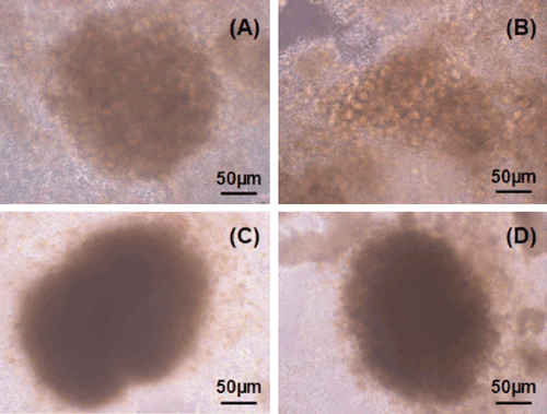 Figure 4.  Third day in culture: (a) Uncoated well, (b) collagen coated well, (c) chitosan coated well, (d) gelatin coated well.