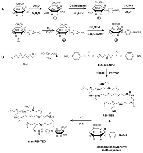 Figure 1 Synthetic route of mannosylated biodegradable PEI derivates. (A) mannopyranosylphenyl isothiocyanate; (B) PEI–TEG and man-PEI–TEG.Abbreviations: Ac2O, acetic anhydride; C5H5N, pyridine; BF3Et2O, boron fluoride ethyl ether; Pd-C, palladium-carbon; TEA, triethylamine; Boc2O, di-tert-butyl dicarbonate; PEI, polyethyleneimine; TEG, triethyleneglycol; PEI-TEG, polyethyleneimine and triethyleneglycol polymer; man-PEI-TEG, mannosylated PEI-TEG; NPC, 4-nitrophenyl chloroformate; PEI600, polyethyleneimine with a molecular weight of 0.6 kD; PEI2000, polyethyleneimine with a molecular weight of 2 kD; RT, room temperature.