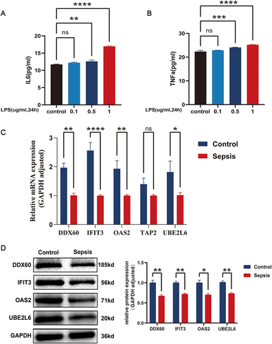 Figure 9 Construction of the LPS-induced HUVECs and verification of gene expression. The expression of IL-6 (A) and TNF-α (B). (C and D) The expression of key PANoptosis-related sepsis predictor genes in HUVECs induced by LPS. ns: P ≥ 0.05; *P < 0.05; **P ≤ 0.01; ***p ≤ 0.001; ****P ≤ 0.0001.