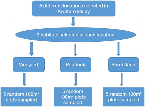 Figure 2. Sequence of wētā sampling in each type of habitat.