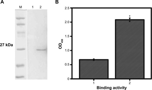Figure 1 Detection of rSPA by Western immunoblot and ELISA.Notes: (A) Western immunoblot showed the expressed rSPA (lane 2) can bind to a goat anti-rSPA polyclonal antibody compared to the negative control group (lane 1) at 27 kDa. (B) ELISA analysis showed a high binding activity of the expressed rSPA (lane 2) to anti-rSPA polyclonal antibody compared to the negative control (lane 1). *P<0.05.Abbreviations: rSPA, rat surfactant protein A; ELISA, enzyme-linked immunosorbent assay; OD, optical density.