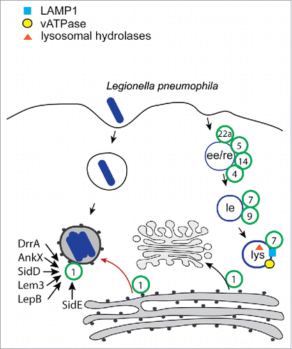 Figure 3. Trafficking model of the Legionella-containing vacuole. After phagocytosis the Legionella-containing vacuole (LCV) does not interact with the endocytic pathway and does not acquire any of endocytic Rab GTPases (green circles). However, it acquires the secretory Rab, Rab1, which is regulated and post-translationally modified by the Legionella T4SS effectors, DrrA, AnkX, SidD, Lem3, LepB and SidE.