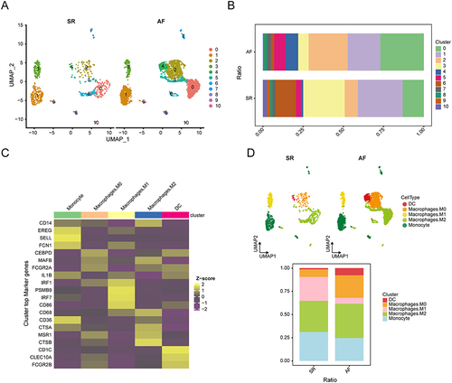 Figure 6 Cell annotation for myeloid cell subsets between groups in the AF and SR cohorts. (A) UMAP plot showing the distribution of myeloid cell subsets in the AF and SR groups. (B) Bar graphs showing the proportions of cell clusters in the different groups. (C) Heatmap showing the DEGs in the myeloid cell subsets. Yellow for high expression, purple for low expression. (D) Distribution of myeloid cell subsets in each group was determined using a UMAP plot and a stacked plot of myeloid cell subset proportions between the different groups.