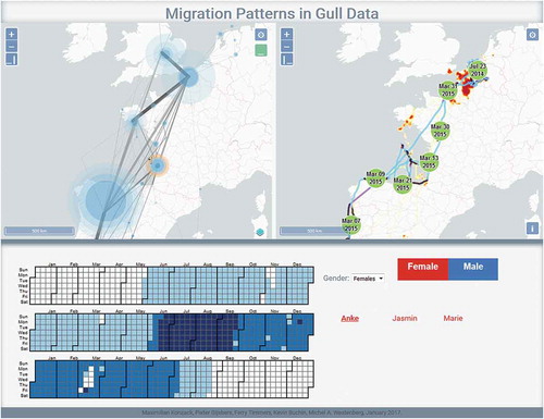 Figure 5. A visual analytics system to analyse gull migration trajectories. The top left panel shows aggregation into flows between stopovers, which are identified through trajectory segmentation (Section 3.2.). The top right panel shows a kernel density surface (Section 3.1.) derived from trajectories and a trajectory of one selected gull (Anke). The bottom panel shows temporal use of a particular selected stopover site, marked with the orange circle in the top left panel. After Konzack et al. (Citation2018). Data on migration of lesser black-backed gulls (Larus fuscus) come from an open online biodiversity data portal gbif.org (Stienen et al. Citation2016)