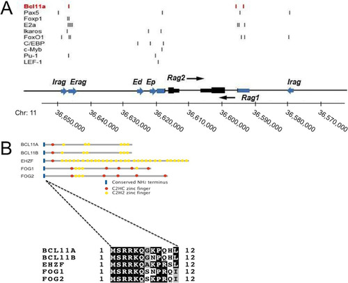 FIG 1 Schematic representation of the RAG locus and the BCL11A superfamily. (A) Transcriptional regulators and binding regions. The human RAG locus is shown, with positions of previously described enhancers (blue arrows), promoters (blue boxes), and exons (black boxes) given; the transcriptional polarities of Rag1 and Rag2 are indicated with black arrows. Positions of DNA binding sites for TFs determined previously (Citation9, Citation10, Citation13, Citation14, Citation16, Citation19, Citation20) or here (BCL11A-XL) to bind within these regions are indicated by vertical lines. (B) BCL11A superfamily of TFs involved in hematological malignancy. Each member has a highly conserved N terminus, MSRRK, shown in this study to be essential for BCL11A-XL transcriptional activity. This is followed by a single, canonical C2HC zinc finger, which is followed by one or more single, double, or triple zinc fingers of the C2H2 type. The BCL11A and BCL11B genes, as well as the early hematopoietic zinc finger (EHZF) gene and the friend-of-GATA hematopoietic transcription regulator FOG1 and FOG2 genes, all encode zinc finger proteins with these conserved features, and several have been implicated in malignancy (Citation23, Citation25, Citation37, Citation41, Citation55).