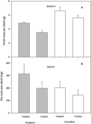 Figure 6. Average shoot fresh mass (A) and root dry mass (B) of cucumber and sorghum plants when treated with an inoculum of P. ananati. error bars represent ± one standard error of the mean.