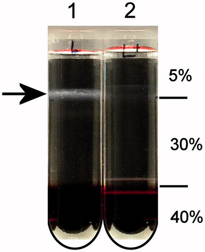 Figure 3. Isolation of lipid raft-like material from whole human RBCs. RBCs were not purified by filtration through cellulose, but only washed three times with PBS. RBCs (1.25 × 109) were pre-treated (tube 2) or not (tube 1) with 5 mM DFP for 10 min at room temperature, washed extensively with PBS and incubated for 30 min at 4 °C in HN buffer (5 mM HEPES, 150 mM NaCl, 4.5 mM KCl) containing 1% (w/v) TX100, in a final volume of 625 μl. The sample was then mixed with an equal volume of 80% (w/v) sucrose in HN and transferred to an ultracentrifuge tube. Sucrose solutions in HN [2.5 ml of 30% (w/v) sucrose followed by 1.25 ml 5% (w/v) sucrose] were layered on the samples and the tubes spun for 4 h at 225 000 gmax. The arrow indicates the low-density DRM fraction.