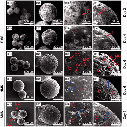 Figure 6. SEM studies of cells proliferating on PHBVHHx SMSs, HMSs and PMSs, respectively. C indicates cells adhering on surface of microspheres. CC shows carpet-liked cell growth on surface of PMS on day 6. MC indicates cell migration into internal spaces of PMS via large surface pores. R points to the rift-liked structures on surface of HMS and SMS. LC indicates a large proportion of cells leaving their original positions to expose the microsphere surfaces.