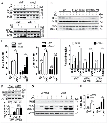 Figure 9. Curcumin analog C1-induced autophagy requires TFEB and BECN1. (A-E) N2a cells were transfected with nontarget siRNA (siNT, 25 nM), Atg5 siRNA (siAtg5, 25 nM), Becn1 siRNA (siBecn1, 25 nM) and Tfeb siRNA (siTfeb, 25 and 50 nM) for 48 h and then treated with C1 (1 μM) in the presence or absence of CQ (25 μM) for an additional 12 h. (A, B) Representative blots are shown. (C to E) Relative intensity of LC3B-II is normalized to that of ACTB/β-actin. Data are presented as the mean ± SD from 3 independent experiments. *, P< 0.05 vs. the control; #, P < 0.05 vs. CQ treatment alone. (F) N2a cells were transfected with Flag-tagged SQSTM1 for 24 h and then transfected with nontarget siRNA (siNT, 25 nM) or Tfeb siRNA (siTfeb, 50 nM) for another 48 h. Cells were treated with C1 (1 μM) for 12 h and the level of Flag-SQSTM1 was quantified as mean ± SD from 3 independent experiments. *, P < 0.05 vs. the control (0.1% DMSO). (G) HeLa cells were infected with lentivirus expressing nontarget shRNA (shNT) or TFEB shRNA (shTFEB) for 48 h and then treated with C1 (1 μM) in the presence or absence of CQ (25 μM) for an additional 12 h. Representative blots are shown. (H) Relative intensity of LC3B-II is normalized to that of ACTB/β-actin. Data are presented as the mean ± SD from 3 independent experiments. *, P < 0.05 vs. the control; #, P < 0.05 vs. CQ treatment alone. N.S. (not significant).