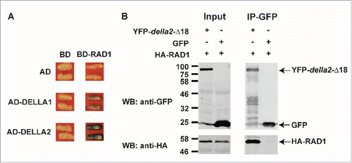 Figure 1. M. truncatula DELLA proteins interact with RAD1. (A) Interaction between DELLA1/2 and RAD1 in a yeast-two hybrid assay. AD, LexA-activation domain; BD, LexA-binding domain. (B) HA-tagged RAD1 co-immunoprecipitates with YFP-tagged della2-Δ18. To increase sensitivity a GA-insensitive mutant protein of DELLA2 (della2-Δ18) was used. No HA-RAD1 protein was detected following immunoprecipitation with GFP. Proteins were transiently co-expressed via agro-infiltration in N. benthamiana leaves. The methods were as described previously.Citation33.