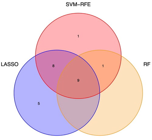 Figure 4. The intersection of nine factors screened using Lasso regression, random forest (RF), support vector machine recursive feature elimination (SVM-RFE).