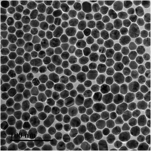 Figure 4. TEM picture of 20 nm GNPs.