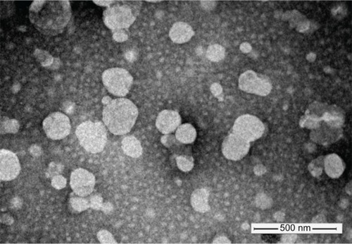 Figure 2 Negative stain (phosphotungstic acid) transmission electron microscopy image of four galactose-modified liposomes.
