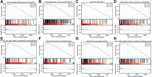 Figure 6 Enrichment plot from gene set enrichment analysis (GSEA). (A) Retinoblastoma gene in cancer, (B) cell cycle checkpoints, (C) PLK1 pathway, (D) mitotic spindle checkpoint, (E) deposition of new CENP-A-containing nucleosomes at the centromere, (F) meiotic recombination, (G) DNA replication, and (H) resolution of sister chromatid cohesion.