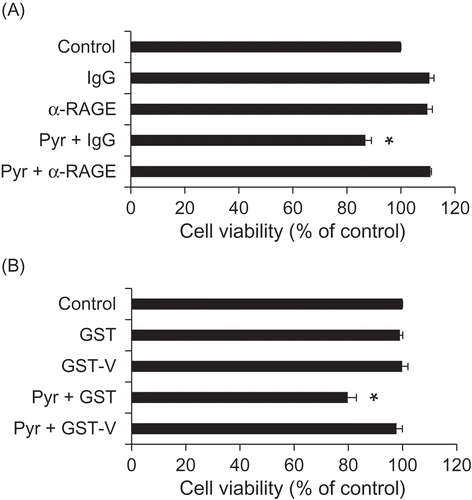 Figure 3. Pyr elicits cytotoxicity to PC12 cells via RAGE.(a) Effects of the anti-RAGE antibody on the toxicity of Pyr. PC12 cells were treated with the anti-RAGE antibody or its isotype control IgG (50 µg/mL) for 1 h, and then exposed to 5 µM Pyr. Cell viability was assessed by trypan blue exclusion test after 24 h. (B) Effects of the recombinant soluble RAGE protein on the toxicity of Pyr. PC12 cells were exposed to a mixture of purified GST or GST-V (50 µg/mL) and Pyr (5 µM) that had been pre-incubated at room temperature for 30 min. Cell viability was assessed by trypan blue exclusion test after 72 h. Data are expressed as the means ± SE. * represents a significant difference compared with the control (p < 0.05, n = 3), evaluated by Dunnett’s test.