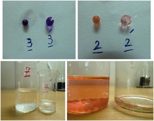 Figure 4. Alginate beads in SIF. They do swell first and then are completely disintegrated.