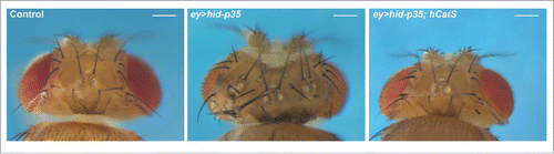 Figure 2. Undead tissue displays eROS-dependent hyperplastic overgrowth. Co-expression of hid and p35 in the developing eye imaginal disc using eyeless-Gal4 (ey-Gal4 UAS-hid UAS-p35 (ey>hid-p35)) promotes hyperplastic overgrowth of head cuticle with pattern duplications compared to wild-type control (A, B). Simultaneous expression of an extracellular catalase (hCatS), which neutralizes H2O2, suppresses overgrowth and normalizes the pattern of the adult head (C). Scale bars, 200μm.