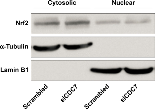 Figure S1 Expression of Nrf2 in cytosolic and nuclear of KYSE150 cells after transfected with siCDC7.