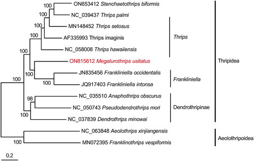 Figure 3. Phylogenetic tree of 13 insect species, including Megalurothrips usitatus based on the nucleotide dataset of the 13 mitochondrial protein-coding genes and ribosomal genes. ‘GTR + I + G’ was used as the best-fit nucleotide substitution model. Bayesian Inference phylogenies were inferred using Markov Chain Monte Carlo (one cold and three hot chains) chains of 2,000,000 with 25% burn-in, and sampling was done every 100 generation. The posterior probabilities are indicated above the nodes. The GenBank accession no. of sequences used in the study are stenchaetothrips biformis ON653412 (Hu et al. Citation2023); Thrips palmi NC_039437 (Chakraborty et al. Citation2018); Thrips setosus MN148452; Thrips imaginis AF335993 (Shao and Barker Citation2003); Thrips hawaiiensis NC_058008; Megalurothrips usitatus ON815612 (this study); Frankliniella occidentalis JN835456 (Yan et al. Citation2012); Frankliniella intonsa JQ917403 (Yan et al. Citation2014); dendrothrips minowai NC_037839; anaphothrips obscurus NC_035510 (Liu et al. Citation2017); pseudodendrothrips mori NC_050743; Aeolothrips xinjiangensis NC_063848; Franklinothrips vespiformis MN072395 (Tyagi et al. Citation2020).