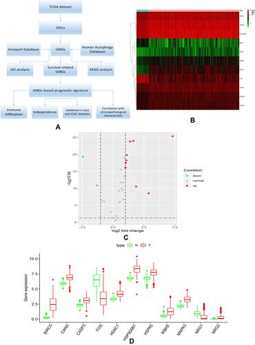 Figure 1 (A) Study workflow of our analysis; (B) expression heatmap of differentially expressed IARGs in TCGA dataset. (C) Volcano plots of the differentially expressed IARGs (red and green nodes represent gene expression upregulation and downregulation). (D) Visualization of 11 differentially expressed IARGs in a box diagram.