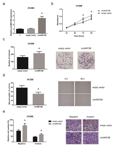 Figure 3. circMAT2B overexpression promotes NSCLC cell proliferation and invasion. (a) The expression of circMAT2B in H1299 cells after transfection. (b) The proliferation of H1299 cells after transfection. (c) The colony-forming capacity of H1299 cells after transfection. (d) The migration of H1299 cells after transfection. (e) The migration and invasion of H1299 cells after transfection. *P< 0.05 vs. empty vector-transfected cells