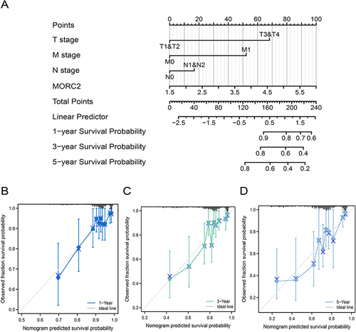 Figure 5 Construction and validation of nomograms based on MORC2 expression. (A) Shown are the nomograms constructed to establish MORC2 expression-based risk scoring models for 1-, 3-, and 5-year survival probability. (B–D) Calibration plots validating the efficiency of nomograms for 1-, 3-, and 5-year survival probability.