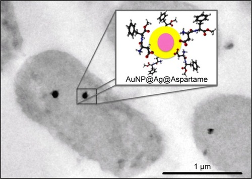 Figure 2 Gold–silver core–shell nanoparticles stabilized with aspartame proposed by Fasciani et al.Citation33Notes: Reprinted with permission from Fasciani C, Silvero MJ, Anghel MA, Argüello GA, Becerra MC, Scaiano JC. Aspartame-stabilized gold–silver bimetallic biocompatible nanostructures with plasmonic photothermal properties, antibacterial activity, and long-term stability. J Am Chem Soc. 2014;136(50):17394–17397. Copyright © 2014 American Chemical Society.Citation33Abbreviation: AuNP@Ag@Aspartame, aspartame-stabilized gold–silver nanostructures.