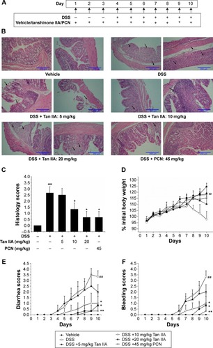 Figure 4 Clinical assessment of dextran sulfate sodium (DSS)-induced inflammatory bowel disease in vehicle-, Tan IIA-, and PCN-treated mouse model.