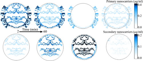 Figure 10. Spatial distribution of noncarriers. In the microvascular network at the time of hyperthermia, due to release operation, the primary nanoparticles have the lowest concentration while the secondary nanoparticles have the highest concentration.