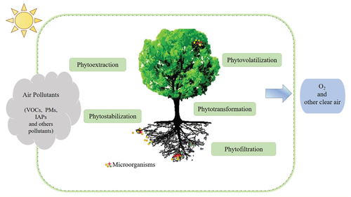 Figure 3. Diagram of phytoremediation of air pollutants. Air pollutants are reduced through phytoremediation.