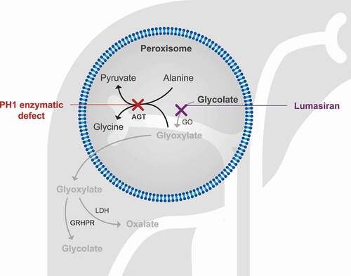 Figure 2. By silencing HAO1 and depleting GO, lumasiran inhibits oxalate production