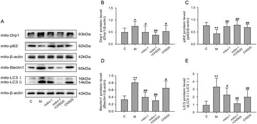 Figure 5. Effects of CHSGS on the protein expression of mitochondrial Drp-1, p62, Beclin-1, and LC3 in FD rats. (A) Western Blot. (B–E) Expression of Drp-1, p62, Beclin-1 and LC3. Data were presented as means ± SD, compared with C, *p < 0.05, **p < 0.01, compared with M, #p < 0.05, ##p < 0.01.