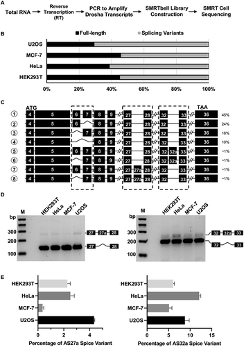 Figure 1. Identification of Drosha splice variants in human cells.