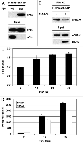 Figure 5. Pin1 facilitates the dephosphorylation of PRDX1 by PP2A phosphatase. (A) Cell lysates prepared from Pin1 WT and Pin1 KO MEFs were analyzed by IP using an anti-phospho-threonine-proline (αPhospho-TP) antibody. The presence of PRDX1 in the immunoprecipitated complexes was determined by western blotting with an anti-PRDX1 antibody. (B) Pin1 KO MEFs were transfected with an empty or a FLAG-Pin1 plasmid. Phosphorylation of PRDX1 at Thr90 was examined by IP with the αPhospho-TP antibody. (C) PP2A assay was performed by incubation of PP2A, purified Pin1-His proteins (10, 20 and 40 µg), and a synthetic PRDX1 peptide containing phospho-Thr90-Pro91 residues for 10 min. (D) A similar set of PP2A assay was performed with PP2A, 10 µg Pin1 protein and a synthetic phospho-PRDX1 peptide. The reaction without Pin1 protein was used as a control. The activities of PP2A were measured at different time points (0, 15 and 30 min).