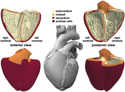 Figure 2. Human heart model created from high resolution magnetic resonance images of a healthy male adult (Zygote Media Group Citation2014). The ventricular wall is discretized with 6,878,459 regular linear hexagonal finite elements with an edge length of 0.3 mm, a total number of 7,519,918 nodes, and 268,259,901 internal variables. The Purkinje fiber network is discretized with 39,772 linear cable elements, a total number of 39,842 nodes, and 795,440 internal variables. It is connected to the ventricles at its terminals through 3545 resistor elements. Endocardial, midwall, and epicardial cells are marked in yellow, orange, and red; Purkinje cells are shown in black.