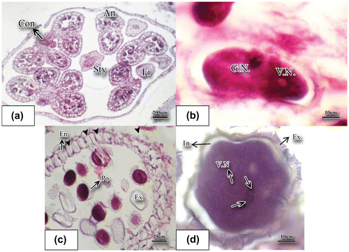 Figure 3. Mature pollen grain and anther stained with hematoxylin-eosin. (a) Cross section of the mature anther (×4). (b) The generative and vegetative nuclei have distanced from each other; the longitudinal slice of the anther shows the binucleate pollen grain (×100). (c) Wide open anther inside which pollen grains have exine ornament (×40). (d) Mature pollen grain contains a large vegetative and generative cell (×100); the generative cell has two sperms (arrows) (×100); the mature pollen grain is surrounded by exine and intine. Abbreviations: An: anther; Con: connective; En: endothecium; Ex: exine; Fi: filament; Sty: style; G.N.: generative nucleus; In: intine); Po: pollen grain; Sty: style; V.N.: vegetative nucleus.