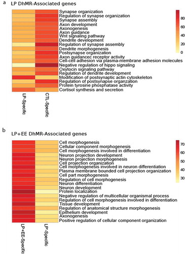 Figure 3. The top 20 significant results from gene ontological analyses. (a and b) Heatmaps of the top 20 significant gene ontology terms from perinatal protein malnutrition-induced DhMR-associated genes (a) and perinatal protein malnutrition+ enriched environment-induced DhMR-associated genes (b) (y-axis). Heatmap colour gradient indicates the percent of DhMR-associated genes contributing to the input list size relating to each term, and range from 0 genes (yellow) to >80 genes (red)