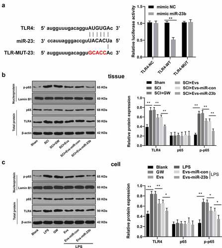 Figure 5. EV-miR-23b targets TLR4 and inactivates the NFκB pathway. (a) Dual luciferase detection of the targeting relationship between miR-23b and TLR4; (b) Western blot analysis of p65 and TLR4 protein levels in spinal cord tissues of rats and p-p65 level in nuclei on day 7 after SCI modeling, N = 6; (c) Western blot analysis of p65 and TLR4 protein levels in BV2 cells and p-p65 level in nuclei 24 hours after co-intervention of LPS and EVs. The cell experiment was repeated three times. Data are expressed as mean ± standard deviation, and comparisons among groups were analyzed using one-way ANOVA and Tukey’s multiple comparisons test, *p < 0.05, **p < 0.01