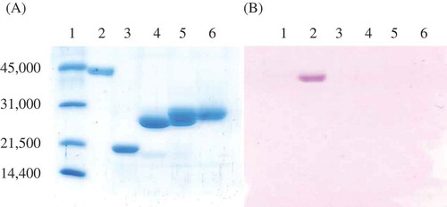 Figure 1. SDS-PAGE analysis of NdHNL eluates from GigCapQ and PAS staining.(A) SDS-PAGE analysis. (B) PAS staining. 1, Standard proteins for molecular mass; 2, Positive protein for PAS staining; 3, Negative protein for PAS staining; 4, Fraction A mentioned in Table 2 (NdHNL-S); 5, Fraction B mentioned in Table 2; and 6, Fraction C mentioned in Table 2 (NdHNL-L).