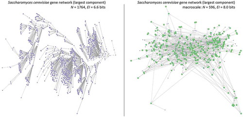Figure 4. Macro-scale of Saccharomyces cerevisiae GRN. (Left) The largest component of the Saccharomyces cerevisiae gene regulatory state-space, derived from the Boolean network GRN representation. (Right) The same network but grouped into a macro-scale, found via the greedy algorithm outlined in [Citation48]. There is a ~ 66% reduction in total states and an increase in the network’s EI. Green nodes represent macro-nodes in the new network.