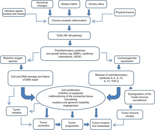 Figure 1 Impact of chronic prostatic inflammation and inflammatory mediators on tumor initiation and progression.