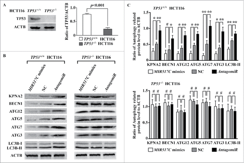 Figure 9. Validation of the role of MIR517C and KPNA2 in inhibition of autophagy in TP53+/+ and TP53-/- HCT116 colon cancer cells. (A) Western blotting was used to measure TP53 protein levels in TP53+/+ and TP53-/- HCT116 cells. The histogram on the right shows the results of densitometric analysis. (B) MIR517C mimics, NC, or siRNA were transfected into colon cancer cells, and the expression levels of KPNA2 and autophagy-related proteins were detected by western blotting. (C) Densitometric analysis of the western blots shown in (B). #, P > 0.05; *, P < 0.05; **, P < 0.001.