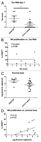 Figure 5 Relationship between Tax mRNA level, proviral load and spontaneous NK cell proliferation. (A) The Tax score to quantify Tax mRNA expression was calculated as in Figure 4 and compared in subjects with HAM/TSP (n = 6) and HTLV-1 carriers (n = 12), with HAM/TSP subjects showing higher Tax scores from PBMCs after 7 days' in vitro culture. (B) proliferation of CD8+ T cells at day 7 (%CFSElow) was compared to Tax expression at day 7 in HTLV-1 infected subjects (n = 13) and analyzed by linear regression. (C) proviral load was measured in ex vivo PBMCs in subjects with HAM/TSP (n = 6) and HTLV-1 carriers (n = 15). (D) Proliferation of CD8+ T cells at day 7 (%CFSElow) was compared to HTLV-1 proviral load ex vivo in HTLV-1 infected subjects (n = 15) and analyzed by linear regression.