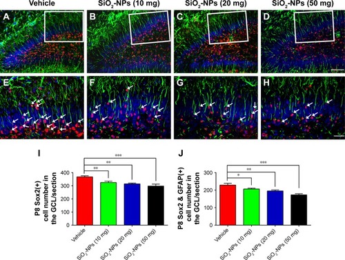 Figure 6 Exposure to SiO2-NPs reduced the RGCs labeled with GFAP and Sox2 in the DG.Notes: (A–D) Representative images of Sox2 and GFAP double-positive RGCs in the DGs of the Vehicle, SiO2-NPs (10 mg), SiO2-NPs (20 mg), and SiO2-NPs (50 mg). (E–H) Images are higher-power views in A–D. The arrows indicate the Sox2 and GFAP double-stained cells. (I) Quantitative analysis of the numbers of Sox2-positive cells in the GCL. (J) Quantitative analysis of the number of Sox2+ and GFAP+ cells in the GCL. The data are presented as the mean ± SEM (n=5). *p<0.05, **p<0.01, and ***p<0.001. The scale bar in D =50 µm and applies to A–D, and that in H =20 µm and applies to E–H.Abbreviations: SiO2-NPs, silica nanoparticles; RGCs, radial glial cells; GFAP, glial fibrillary acidic protein; Sox2, sex-determining region Y-box 2; DG, dentate gyrus; GCL, granule cell layer; SEM, standard error of the mean.