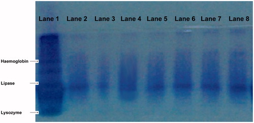 Figure 8. SDS-PAGE of desorbed lipase obtained from Candida cylindracea. Lane 1. Lipase, lysozyme, and hemoglobin marker, Lane 2: Lipase marker, Lane 3: Initial [(Before adsorption for poly(HEMA-MATrp)], Lane 4: Final [(After adsorption for poly(HEMA-MATrp)], Lane 5: Desorbed sample [(After dialysis for poly(HEMA-MATrp)], Lane 6: Initial [(Before adsorption for poly(HEMA-MATrp)-Cu(II)], Lane 7: Final [(After adsorption for poly(HEMA-MATrp)-Cu(II)], Lane 8: Desorbed sample [(After dialysis for poly(HEMA-MATrp)-Cu(II)].