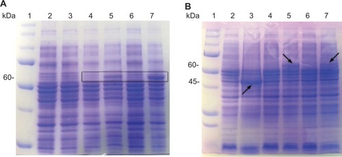 Figure 2 Sodium dodecyl sulfate polyacrylamide gel electrophoresis (SDS-PAGE; Coomassie blue staining) analysis of VP6 fusion proteins expression in Escherichia coli. (A) Lane 1, protein marker; lane 2, soluble cell extract from the uninduced culture transformed with pET15b-VP6; lane 3, soluble cell extract of the induced culture transformed with pET15b-VP6; lane 4, soluble cell extract from the uninduced culture transformed with pTRX-VP6; lane 5, soluble cell extract of the induced culture transformed with pTRX-VP6; lane 6, soluble cell extract of the uninduced culture transformed with pET-SUMO-VP6; lane 7, soluble cell extract of the induced culture transformed with pET-SUMO-VP6. (B) Lane 1, protein marker; lane 2, insoluble cell extract from the uninduced culture transformed with pET15b-VP6; lane 3, insoluble cell extract of the induced culture transformed with pET15b-VP6; lane 4, insoluble cell extract from the uninduced culture transformed with pTRX-VP6; lane 5, insoluble cell extract of the induced culture transformed with pTRX-VP6; lane 6, insoluble cell extract of the uninduced culture transformed with pET-SUMO-VP6; lane 7, insoluble cell extract of the induced culture transformed with pET-SUMO-VP6. The position of each fusion protein in the SDS-PAGE gel is marked by a black arrow.Abbreviations: SUMO, small ubiquitin-like modifier; TRX, thioredoxin.