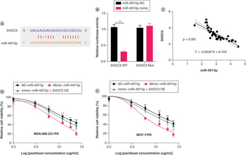 Figure 4. MALAT1 sponges miR-497-5p to enhance SHOC2 expression in paclitaxel-resistant breast cancer cells. (A) The potential target site for miR-497-5p in SHOC2 as predicted by starBase2. (B) The binding effect of miR-497-5p with SHOC2 verified by luciferase reporter assays. (C) The negative relationship between miR-497-5p and SHOC2 expression levels in breast cancer tissues. (D & E) Overexpression of SHOC2 restored the paclitaxel resistance of (D) MDA-MB-231-PR and (E) MCF-7-PR cells caused by upregulation of miR-497-5p (significance levels are compared with miR-497-5p mimic).*p < 0.05; **p < 0.01.PR: Paclitaxel-resistant.